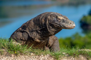 Komodo ejderhası. Yakından kapatın. Komodo ejderha, bilimsel adı: Varanus komodoensis. Endonezya.