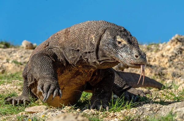 Komodo Naga Dengan Lidah Bercabang Mengendus Udara Tutup Potretnya Komodo — Stok Foto