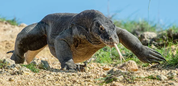 Drago Komodo Con Lingua Biforcuta Annusare Aria Ritratto Chiusura Drago — Foto Stock