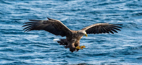 白尾ワシ釣り 青い海の背景 Haliaeetus Albiilla Ern Erne Gray Eagle ユーラシア イーグル — ストック写真