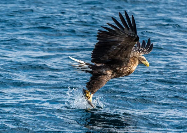 白尾ワシ釣り 青い海の背景 Haliaeetus Albiilla Ern Erne Gray Eagle ユーラシア イーグル — ストック写真