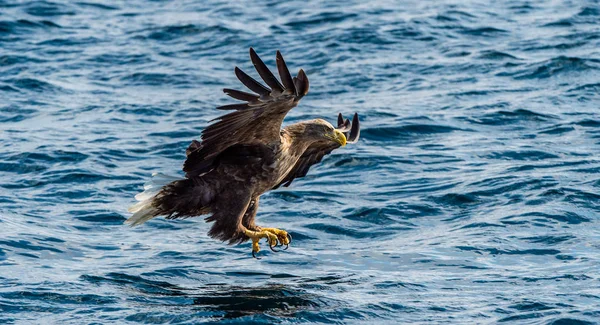 Pesca Águila Cola Blanca Fondo Del Océano Azul Nombre Científico —  Fotos de Stock