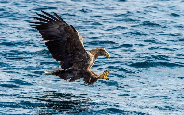 Pesca Águia Cauda Branca Fundo Oceano Azul Nome Científico Haliaeetus — Fotografia de Stock