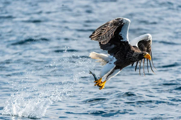 Uvenile Pesca Aquila Coda Bianca Sfondo Blu Dell Oceano Nome — Foto Stock
