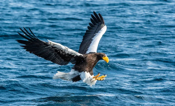 Uvenile Witstaart Eagle Vissen Blauwe Oceaan Achtergrond Wetenschappelijke Naam Haliaeetus — Stockfoto