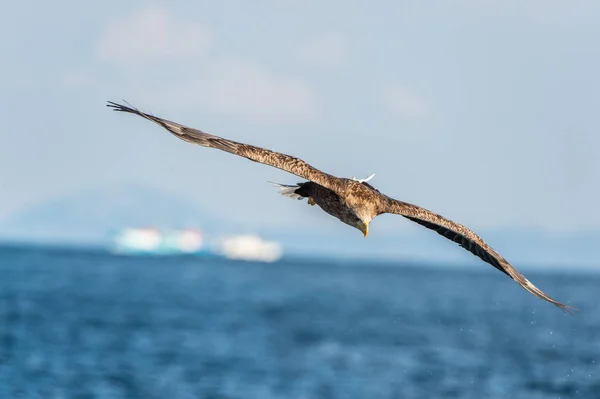 Águia Cauda Branca Adulta Voo Vista Frontal Nome Científico Haliaeetus — Fotografia de Stock