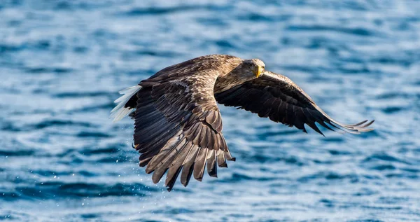 Pêche Aigle Queue Blanche Blue Ocean Background Nom Scientifique Haliaeetus — Photo