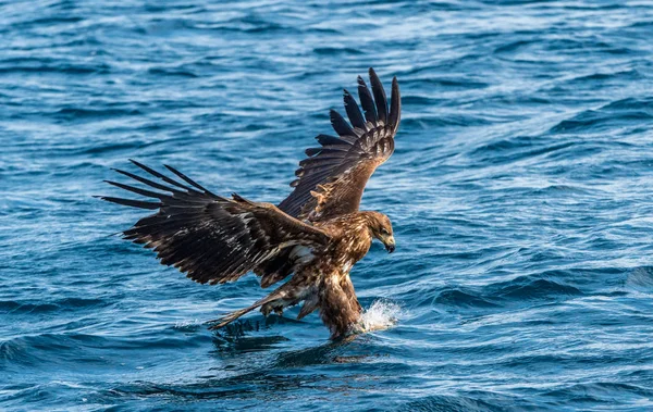 Juvenile White Tailed Eagle Fishing Blue Ocean Background Scientific Name — Stock Photo, Image