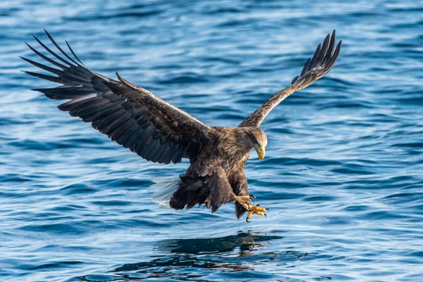 Pêche Aigle Queue Blanche Blue Ocean Background Nom Scientifique Haliaeetus — Photo
