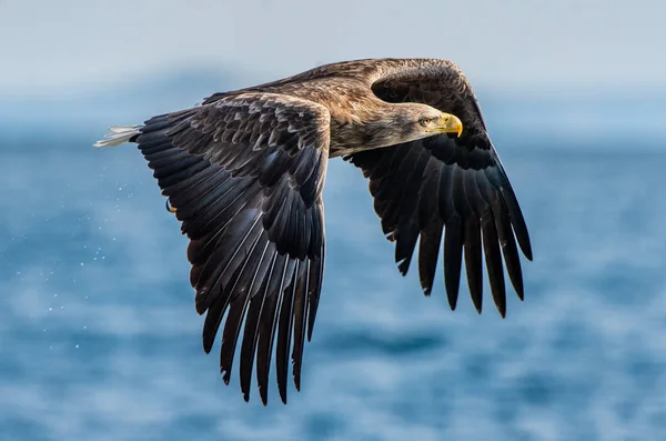 Dospělý Běloch Letu Pozadí Modrého Oceánu Vědecký Název Haliaeetus Albicilla — Stock fotografie