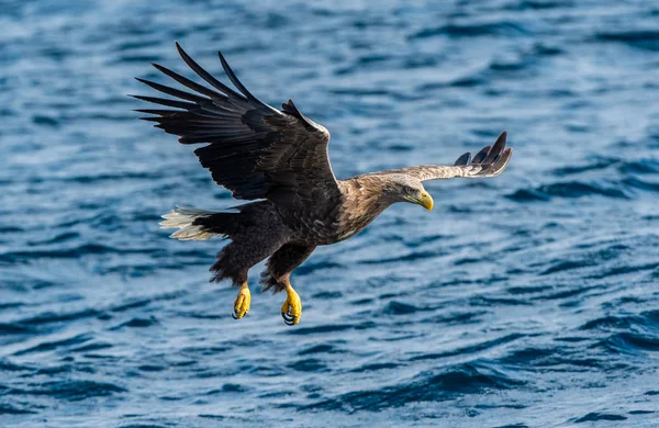 Pesca Águia Cauda Branca Fundo Oceano Azul Nome Científico Haliaeetus — Fotografia de Stock