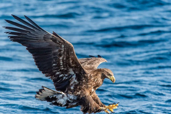 Uvenile Seeadlerfischerei Blauer Ozean Hintergrund Wissenschaftlicher Name Haliaeetus Albicilla Auch — Stockfoto