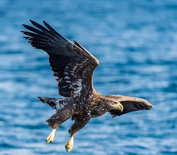 Juvenil Havsörnfiske Blå Havs Bakgrund Vetenskaplig Namn Haliaeetus Albicilla Även — Stockfoto