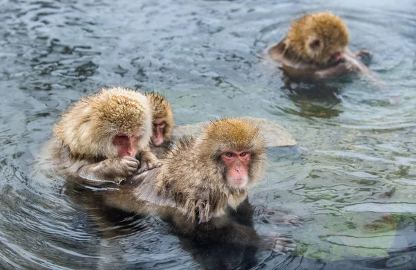 Japanska Makaker Grooming Kontroll För Loppor Och Fästingar Den Japanska — Stockfoto