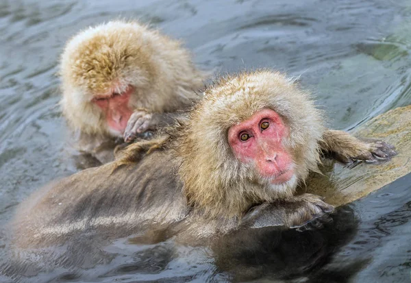 Macacos Japoneses Aseo Buscando Pulgas Garrapatas Macaco Japonés Agua Las — Foto de Stock