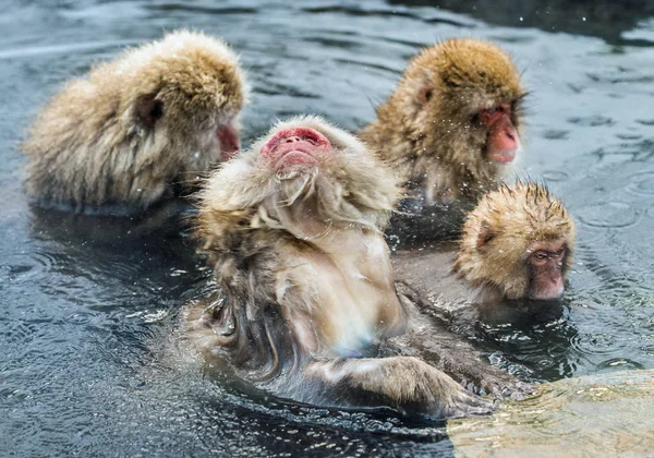 Macacos Japoneses Aseo Buscando Pulgas Garrapatas Macaco Japonés Agua Las — Foto de Stock