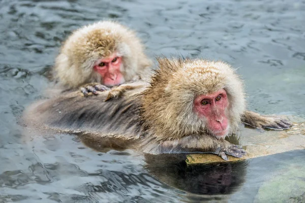 Macacos Japoneses Aseo Buscando Pulgas Garrapatas Macaco Japonés Agua Las — Foto de Stock