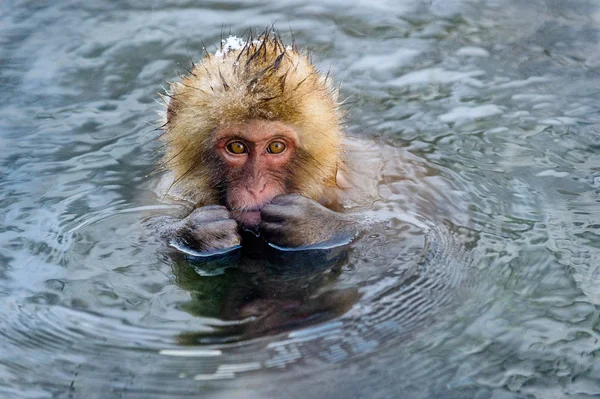 天然温泉水中的日本猴 日本猴 科学名称 马卡卡福斯卡塔 也被称为雪猴 自然栖息地 — 图库照片