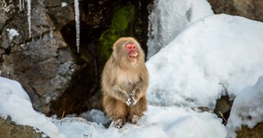 Japon makak karda oturuyor. Bilimsel adı: Macaca fuscata, kar maymunu olarak da bilinir. Doğal yaşam alanı, kış mevsimi. Japonya.