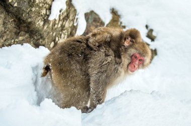 Anne Makak'ın sırtındaki yavru. Japon makak (Bilimsel adı: Macaca fuscata), kar maymunu olarak da bilinir. Doğal yaşam alanı, kış mevsimi. Japonya.