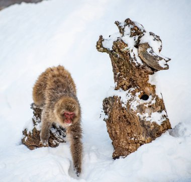 Karda koşan Japon makakları. Bilimsel adı: Macaca fuscata, kar maymunu olarak da bilinir. Kış mevsimi. Doğal yaşam alanı. Japonya.