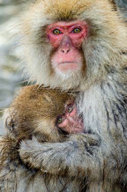 Japon makak bir yavruyu emziren. Yakın çekim portre. Japon makak, Bilimsel adı: Macaca fuscata, ayrıca kar maymunu olarak da bilinir. Kış mevsimi. Doğal yaşam alanı. Japonya.