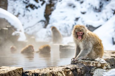 Taşta Japon makakları, doğal kaplıcaların yanında. Bilimsel adı: Macaca fuscata, kar maymunu olarak da bilinir. Doğal yaşam alanı. Japonya.