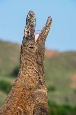 Komodo ejderha başını kaldırdı ve bir ağız açtı. Bilimsel adı: Varanus komodoensis, Dünyanın yaşayan en büyük kertenkelesi. Doğal yaşam alanı. Rinca Adası. Endonezya.