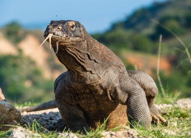 Komodo ejderha onun çatallı dil koklamak hava dışarı sıkışmış. Bilimsel adı: Varanus komodoensis. Dünyanın en büyük doğal yaşam alanında yaşayan kertenkele. Rinca Adası. Endonezya.