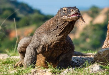 Komodo ejderha onun çatallı dil koklamak hava dışarı sıkışmış. Bilimsel adı: Varanus komodoensis. Dünyanın en büyük doğal yaşam alanında yaşayan kertenkele. Rinca Adası. Endonezya.