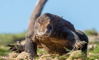 Komodo ejderhasının yürüyüşü. Ön görüş. Bilimsel adı: Varanus komodoensis. Doğal yaşam alanı. Dünyanın yaşayan en büyük kertenkelesi. Ada Rinca. Endonezya.