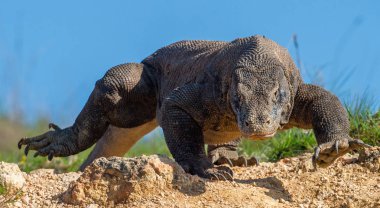 Komodo ejderhasının yürüyüşü. Ön görüş. Bilimsel adı: Varanus komodoensis. Doğal yaşam alanı. Dünyanın yaşayan en büyük kertenkelesi. Ada Rinca. Endonezya.