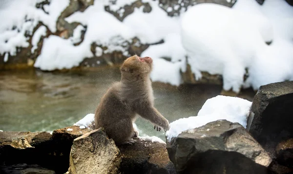 Japonská Makak Otřásá Sedí Kameni Vědecký Název Macaca Fuscata Známá — Stock fotografie