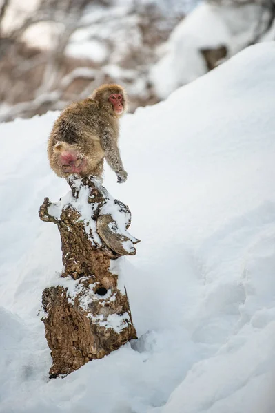 Japonská Macaque Sedí Háček Vědecký Název Macaca Fuscata Známá Také — Stock fotografie