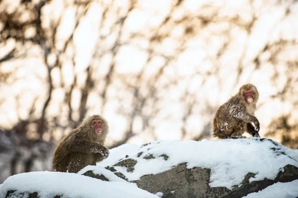 Японские Макаки Скале Закате Научное Название Macaca Fuscata Известная Снежная — стоковое фото