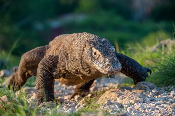 Caminhada Dragão Komodo Vista Frontal Nome Científico Varanus Komodoensis Habitat — Fotografia de Stock