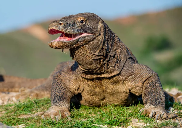 Dragón Komodo Levantó Cabeza Abrió Una Boca Nombre Científico Varanus — Foto de Stock