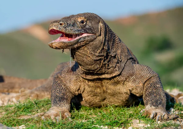 Der Komododrache Hob Den Kopf Und Öffnete Einen Mund Wissenschaftlicher — Stockfoto