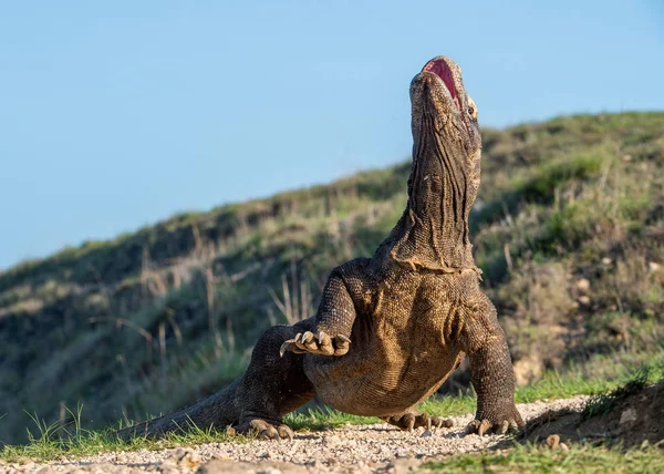 Smok Komodo Podniósł Głowę Otworzył Usta Nazwa Naukowa Varanus Komodoensis — Zdjęcie stockowe