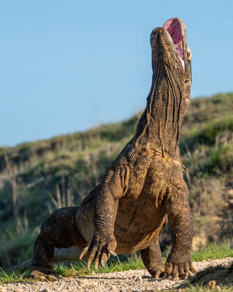 Komodo Drak Pozvedl Hlavu Otevřel Ústa Vědecký Název Varanus Komodoensis — Stock fotografie