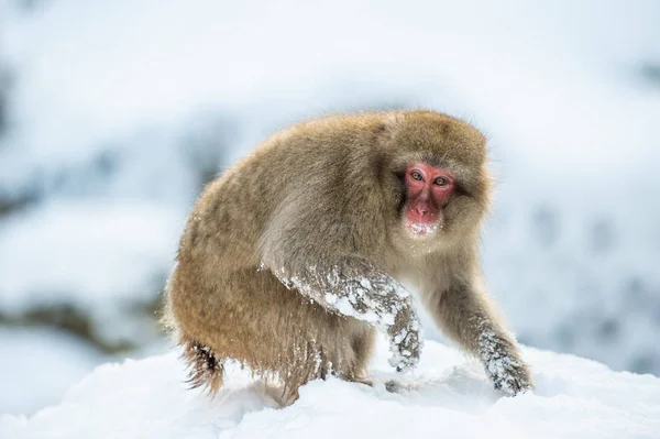雪の上に座っているニホンザル 科学的な名前 マカカ フスカタ 雪猿としても知られています 自然の生息地 冬の季節 — ストック写真