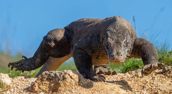 Caminhada Dragão Komodo Vista Frontal Nome Científico Varanus Komodoensis Habitat — Fotografia de Stock