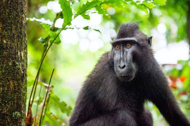 Celebes tepeli macaque. Portre kapatın. Koyu siyah macaque, Sulawesi tepeli macaque, ya da siyah maymun. Doğal Habitat. Sulawesi. Endonezya.