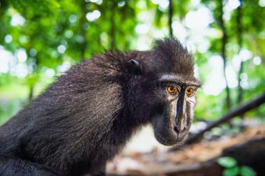 Celebes tepeli macaque. Portre kapatın. Koyu siyah macaque, Sulawesi tepeli macaque, ya da siyah maymun. Doğal Habitat. Sulawesi. Endonezya.