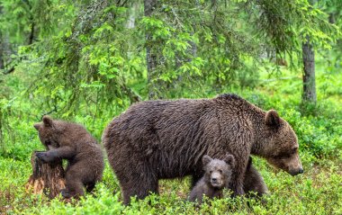She-Bear ve Cubs of Brown ayısı yaz ormanında. Doğal yaşam alanı. Bilimsel adı: Ursus Arctos Arctos.