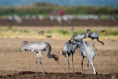 Ekilebilir alanda vinçler. Ortak Vinç veya Avrasya vinç, Bilimsel adı: Grus grus, Grus communis.