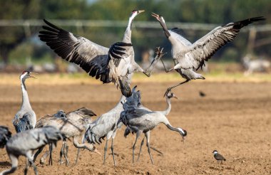 Ekilebilir alanda Dans Vinçler. Ortak Vinç veya Avrasya vinç, Bilimsel adı: Grus grus, Grus communis.