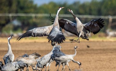 Ekilebilir alanda Dans Vinçler. Ortak Vinç veya Avrasya vinç, Bilimsel adı: Grus grus, Grus communis.