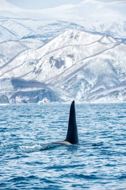 Orca ya da katil balina, Orcinus Orca, Okhotsk Denizi'nde seyahat ediyor. Arka planda karla kaplı dağlar. Doğal yaşam alanı.