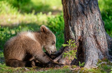 Yaz ormanındaki Kahverengi Ayı yavrusu. Doğal yaşam alanı. Bilimsel adı: Ursus arctos.